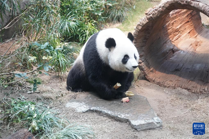 这是居住在香港海洋公园的中央赠港大熊猫“可可”（2025年1月16日摄）。新华社记者 褚萌萌 摄