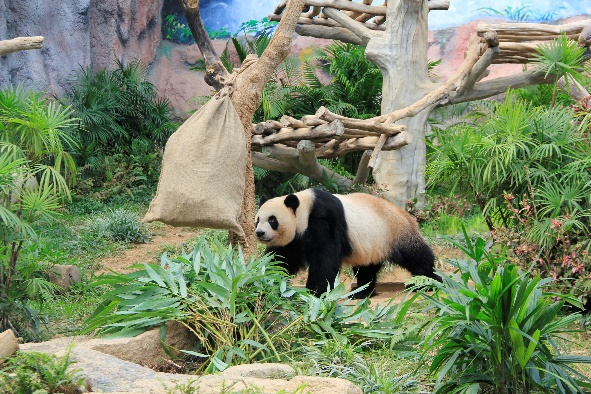 上两图为饲养员将美食装进麻袋、藏在竹篓下，让大熊猫玩寻宝游戏。澳门特区政府市政署供图