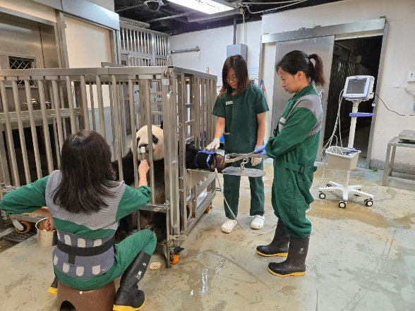 图为大熊猫配合饲养员进行健康检查。澳门特区政府市政署供图