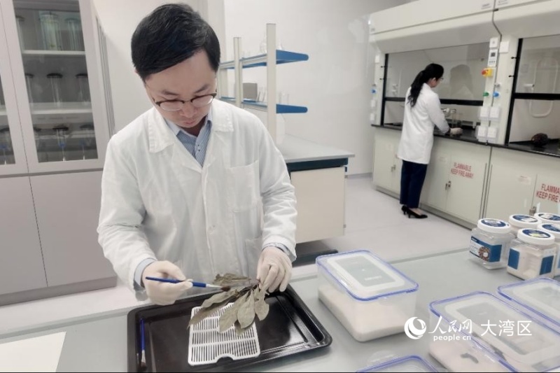 图1.政府中药检测中心永久大楼内，科研人员正在工作。人民网 实习生张雨洁 摄