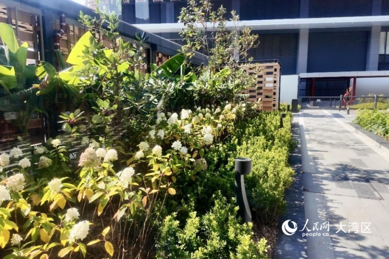 图4.“神农本草园”是香港首个以岭南药用植物为主题的植物园。人民网 实习生张雨洁 摄