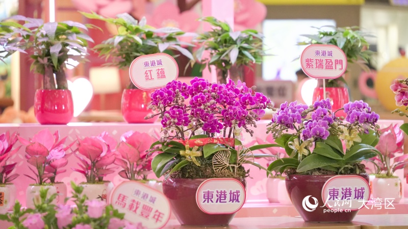 图3.图4.香港本地培育的全新兰花品种首度亮相。人民网 吴宇扬扬 摄