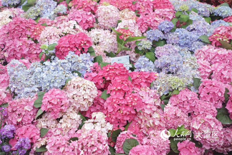 绣球花花团锦簇。人民网实习生向芷菡 摄