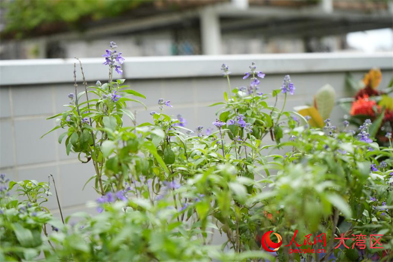 澳门旅游大学香草种植区。人民网 吴宇扬扬摄