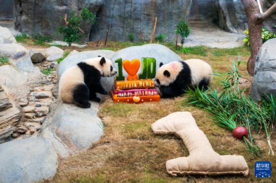   8月15日，大熊猫宝宝“加加”（左）“得得”在吃生日“蛋糕”。新华社记者 朱炜 摄