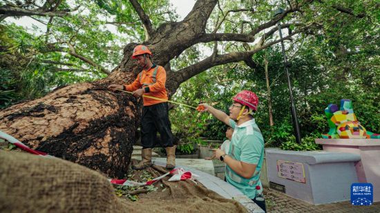 9月29日,中国建筑社区应急义工队的工人对大叶合欢古树展开扶正工作。新华社发