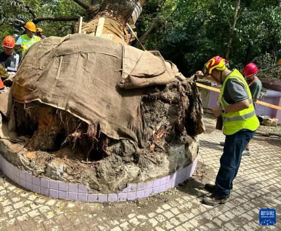 9月30日,中国建筑社区应急义工队的工人对大叶合欢古树展开扶正工作。新华社发