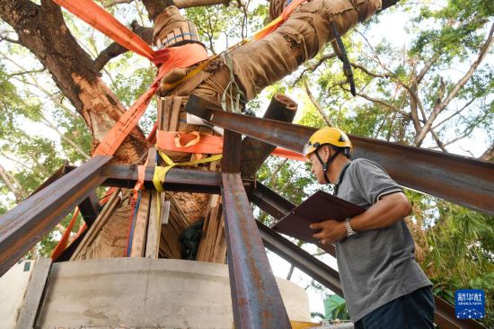 10月14日,香港古树管理专家林妙成在九龙公园勘察大叶合欢古树的情况。新华社记者 陈铎 摄