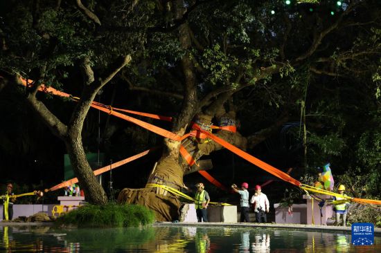 9月30日,中国建筑社区应急义工队的工人对大叶合欢古树展开扶正工作。新华社发