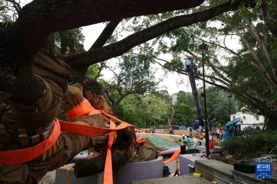 9月30日,中国建筑社区应急义工队的工人对大叶合欢古树展开扶正工作。新华社发