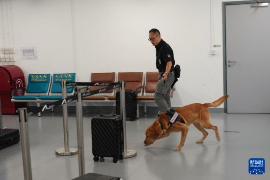 这是机场保安犬只在进行搜索训练（6月8日摄）。 新华社发（香港机场管理局供图）