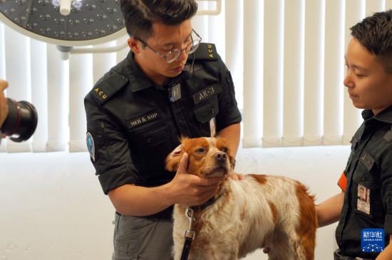 这是机场保安犬只在接受医疗检查（6月8日摄）。 新华社发（香港机场管理局供图）